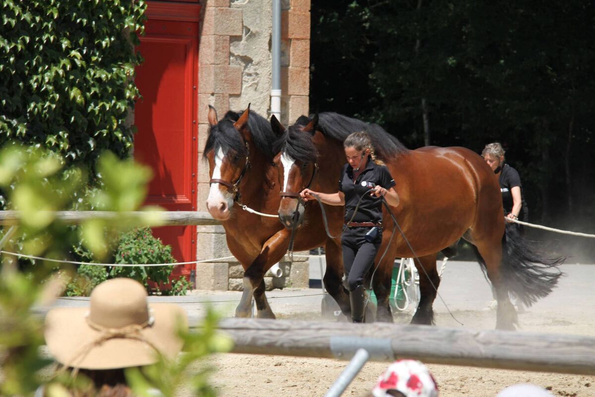 Circus and Dispar in Hennebont. Picture: Haras National d'Hennebont