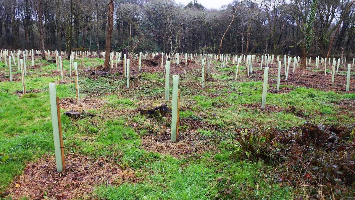 Newly planted woodland area with young saplings with protective collars. Picture: John Gollop/iStock/Getty Images Newly planted woodland area with young saplings with protective collars. Picture: John Gollop/iStock/Getty Images