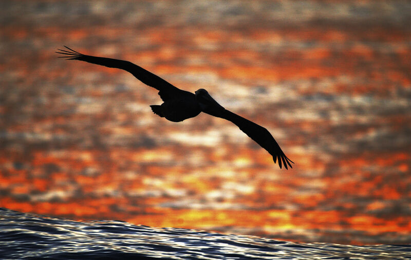 An endangered California Brown Pelican uses a wave for extra lift as it flies to its evening roost on January 27, 2003 in La Jolla, California. California brown pelicans have been on the federal endangered species list since the 1970s, when the effects of DDT nearly wiped out the birds. Picture: David McNew/Getty Images)