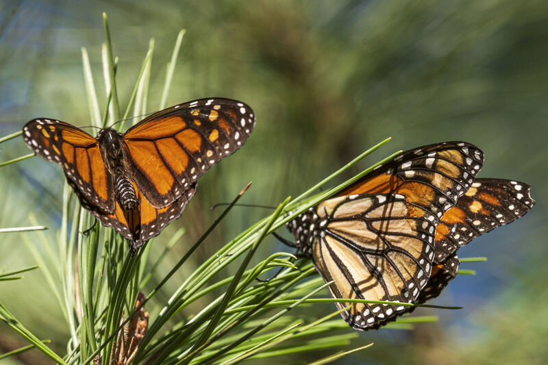 In July 2022, the International Union for the Conservation of Nature said migrating monarch butterflies have moved closer to extinction in the past decade, prompting scientists to officially designate them as endangered. Picture: AP Photo/Nic Coury, File