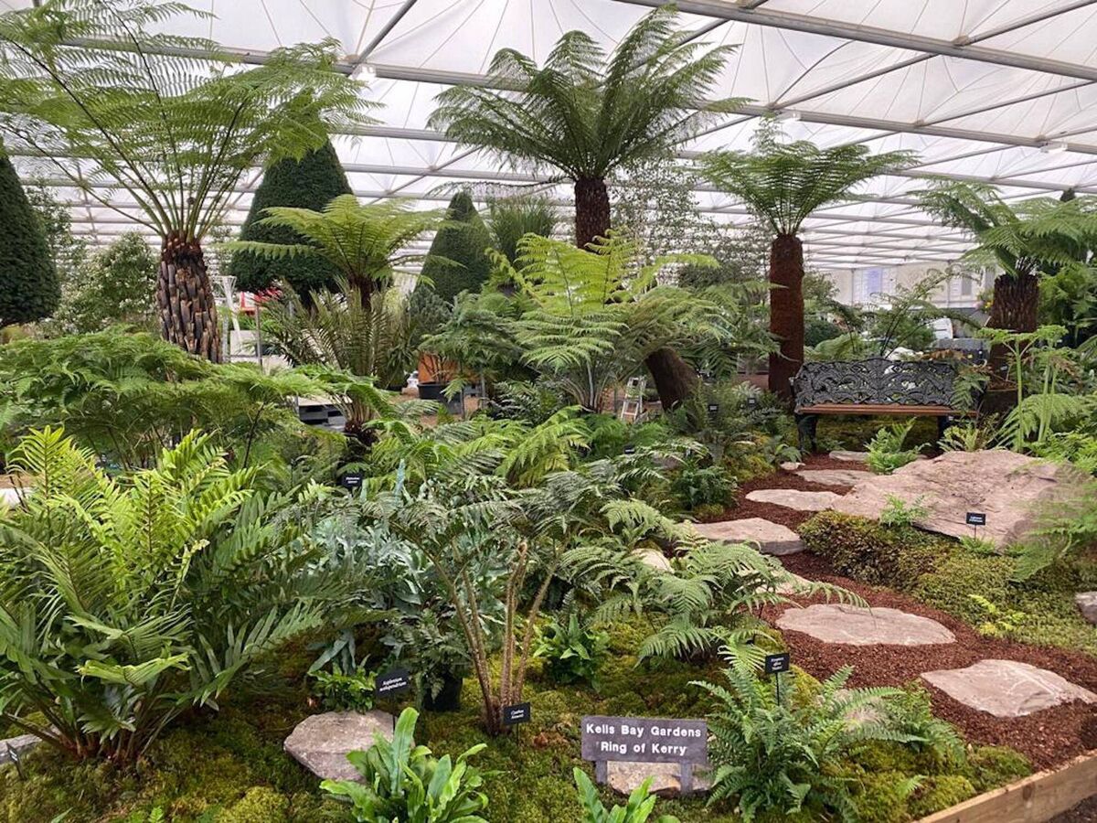Billy Alexander's fern display at the RHS Chelsea Flower Show.