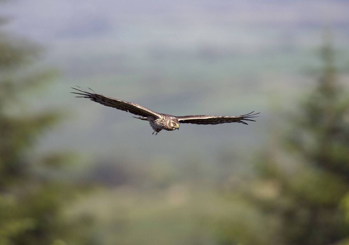 A female Hen Harrier brings her latest victim to her waiting chicks. Picture: Mike Brown from his book 'Images of Irish Nature' A female Hen Harrier brings her latest victim to her waiting chicks. Picture: Mike Brown from his book 'Images of Irish Nature'