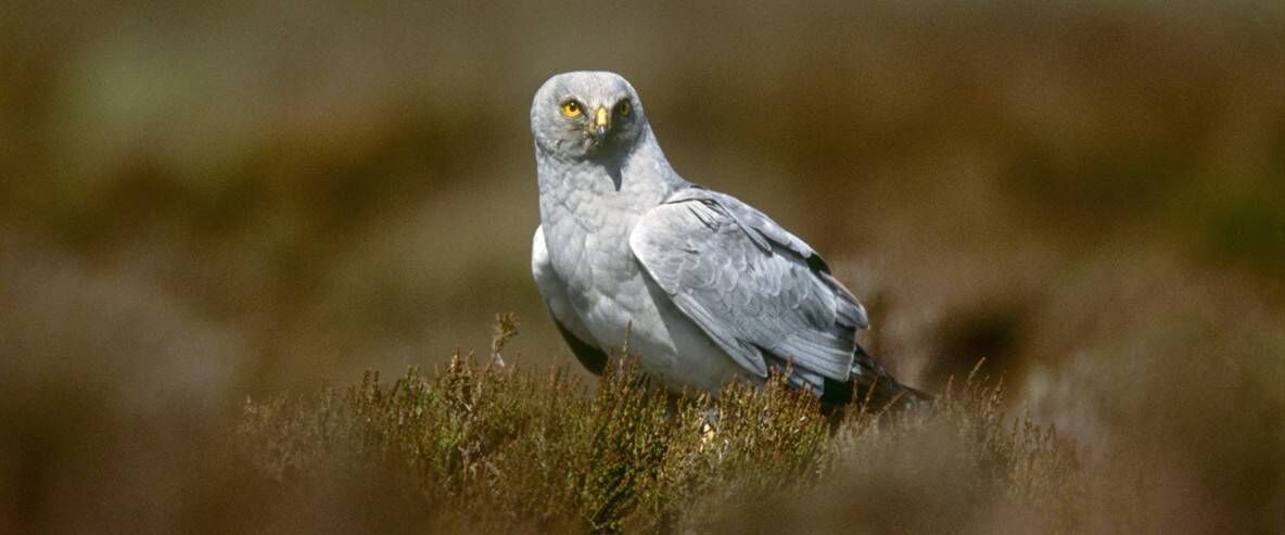 Adult male Hen Harrier Adult male Hen Harrier