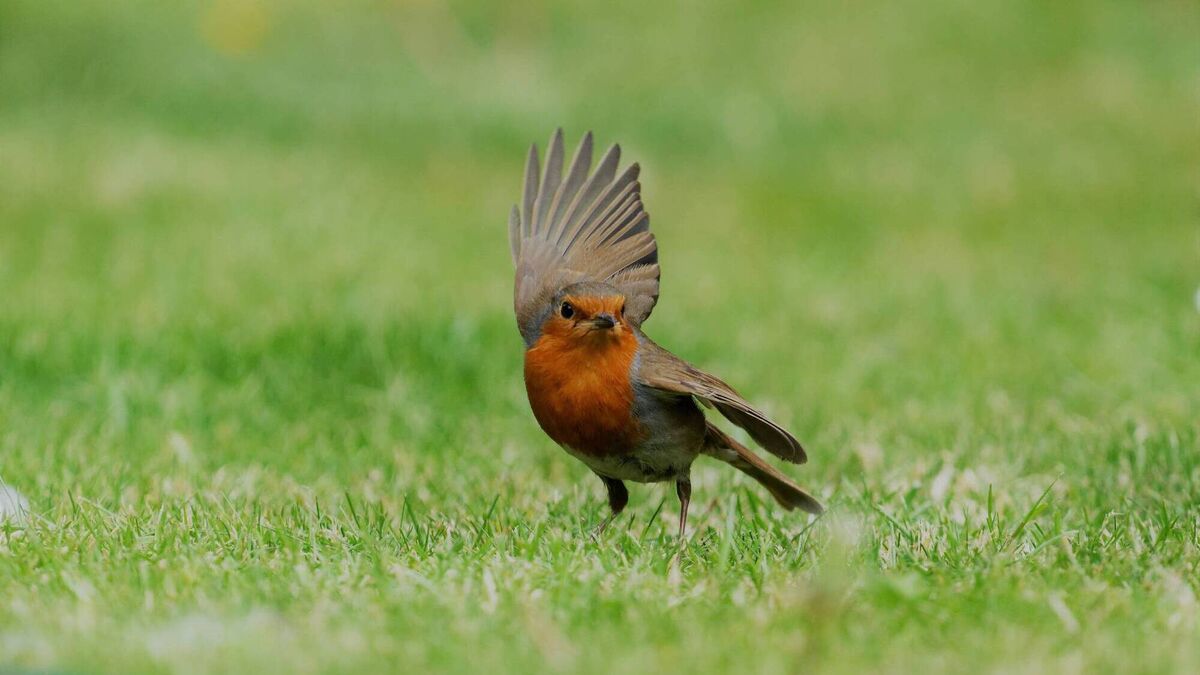Robin Redbreast Sketch
