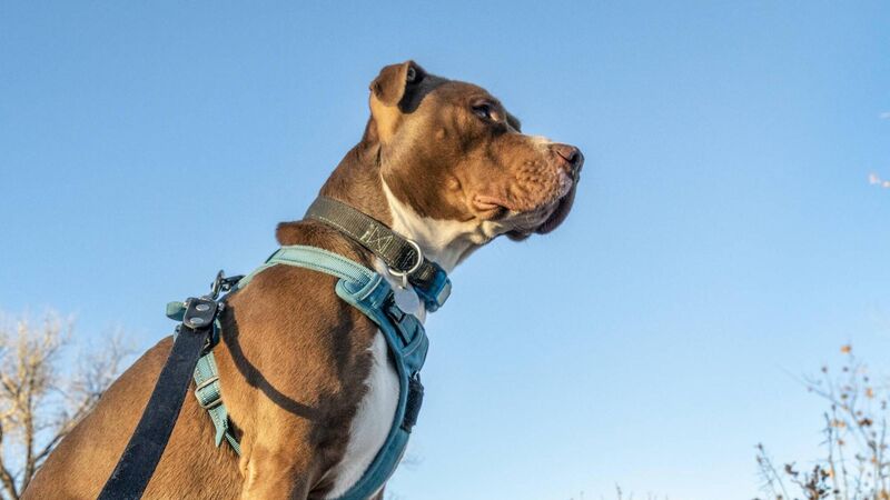 Tighter dog ownership controls planned after pitbull attack on boy