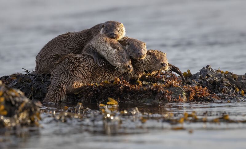 A romp of otters. Picture: James Rogerson