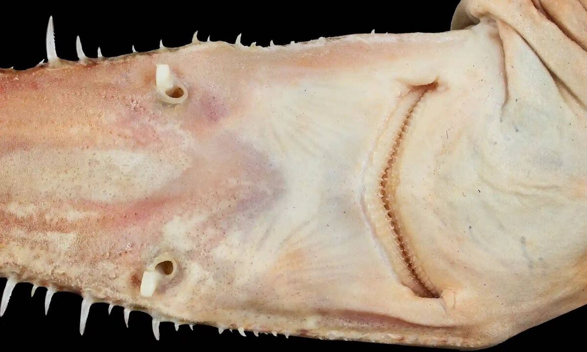 Specimen of a young female Kaja’s sixgill sawshark. Photograph: Simon Weigmann