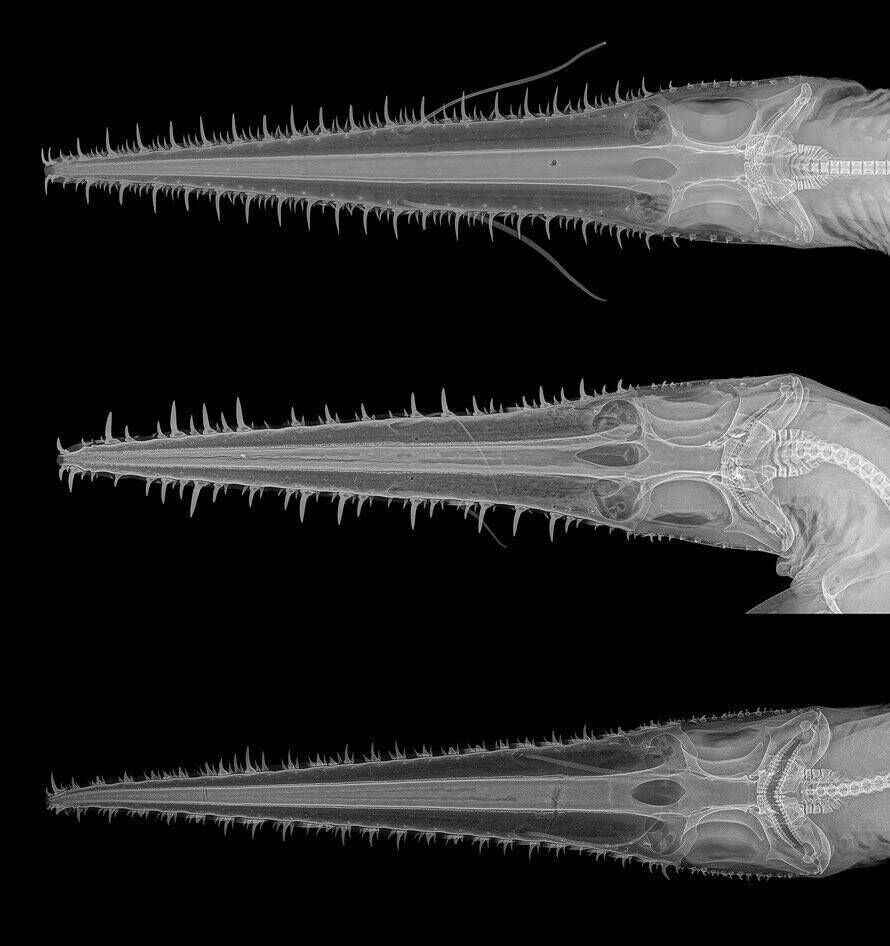 Radiographs of the heads of three Pliotrema species. Picture: Simon Weigmann