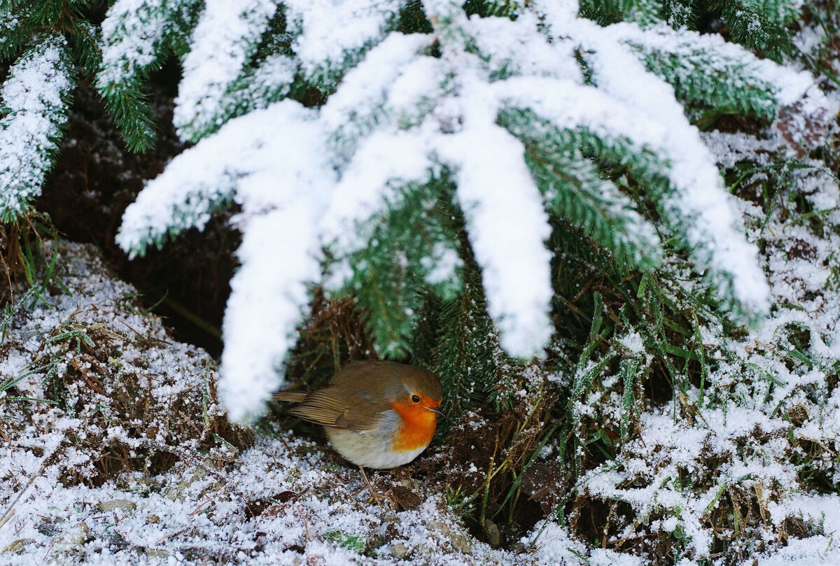 A robin among the snow and ice in Ticknock forest, Dublin. Parts of Ireland have been blanketed in snow with forecasters warning that freezing conditions are set to continue. Picture: Brian Lawless/PA Wire A robin among the snow and ice in Ticknock forest, Dublin. Parts of Ireland have been blanketed in snow with forecasters warning that freezing conditions are set to continue. Picture: Brian Lawless/PA Wire