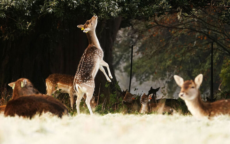 Fallow deer rest on the snow and ice covered grass in Dublin's Phoenix park. Parts of Ireland have been blanketed in snow with forecasters warning that freezing conditions are set to continue. Picture: Brian Lawless/PA Wire