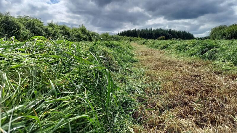 Details of 2023 fodder support scheme revealed