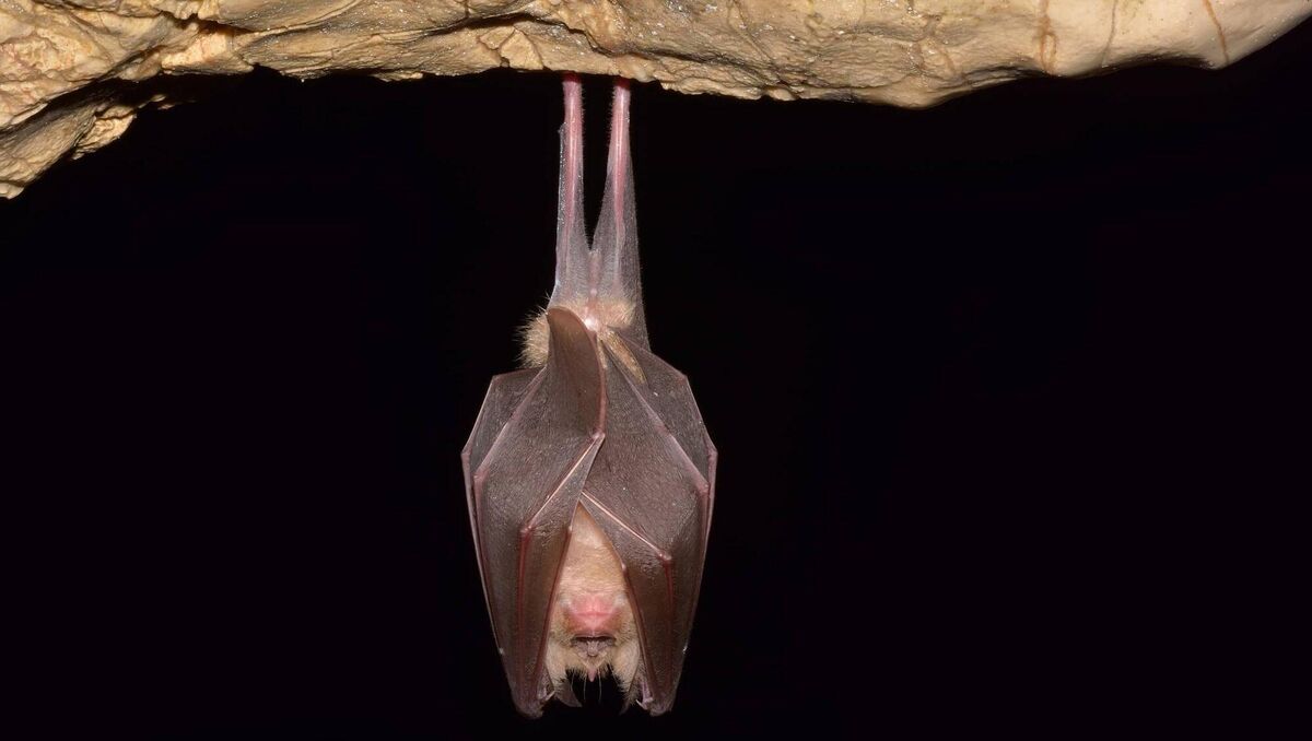 The EPA claimed the location of the habitats of the protected species, the lesser horseshoe bat, were several kilometres away and could be considered 'outside the zone of influence of the plant'.