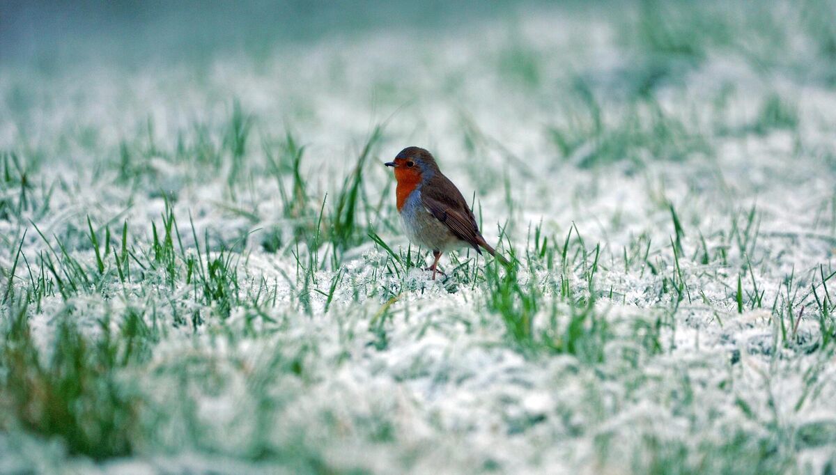 A robin on the icy grass at Farran Wood, Co. Cork, in the current spell of cold weather. A robin on the icy grass at Farran Wood, Co. Cork, in the current spell of cold weather.