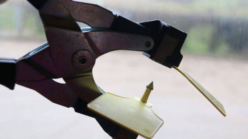 €1.7m paid to farmers in first year of EID tag subsidy scheme