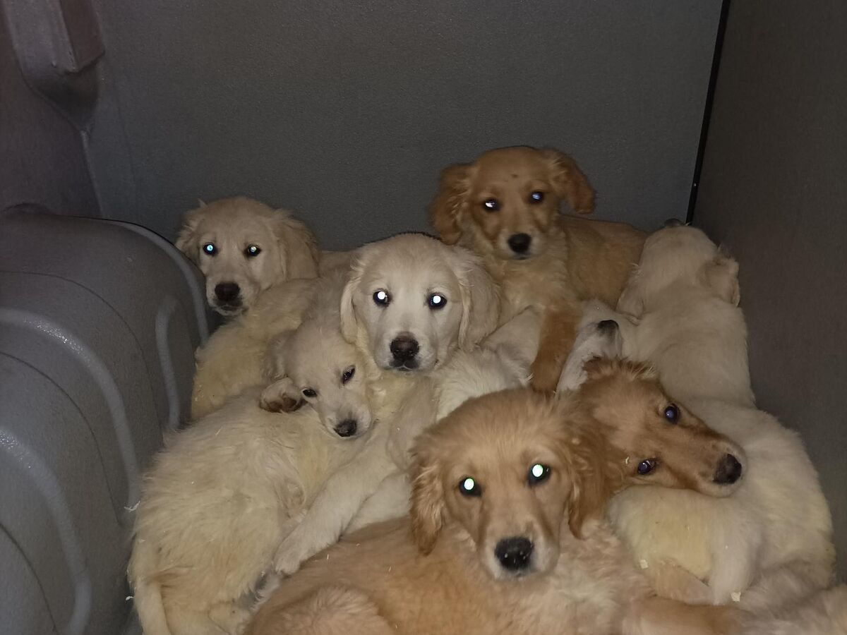 Is It Illegal To Sell Puppies On The Street