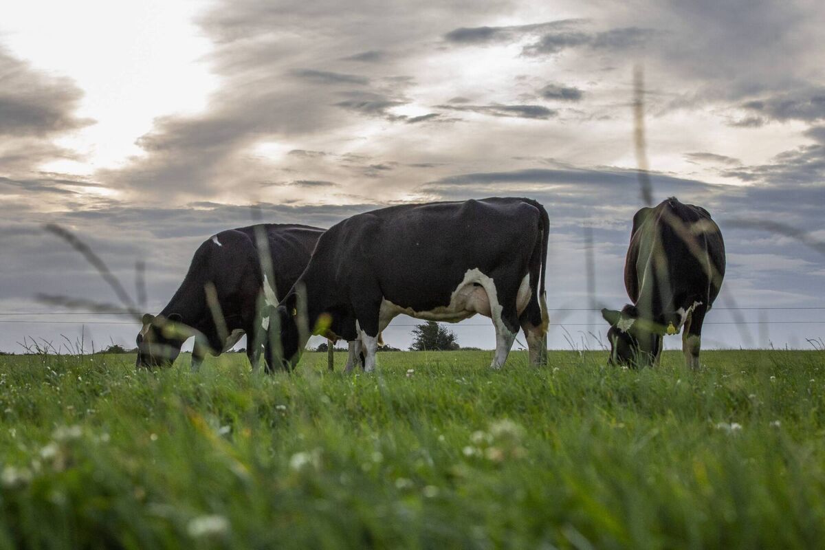 Dairy cattle on the farm.