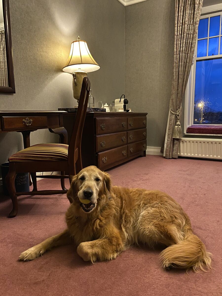 Tom's dog Vipp enjoying his stay at Randles