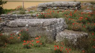 <p>Wild poppies grow in the 'Trench of Death', a preserved Belgian World War One trench system. Picture: Jack Taylor/Getty Images</p>