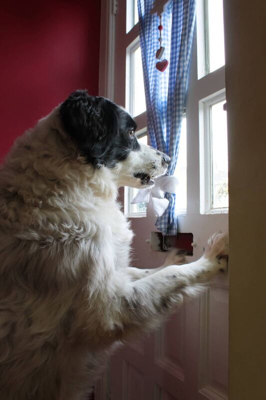 Guard dog: A collie spaniel cross-breed dog keeps watch at his home Guard dog: A collie spaniel cross-breed dog keeps watch at his home