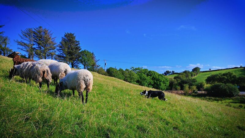 A sheepdog at work — dogs have been bred to detect diseases, assist hunters, catch rats, track people and detect substances A sheepdog at work — dogs have been bred to detect diseases, assist hunters, catch rats, track people and detect substances