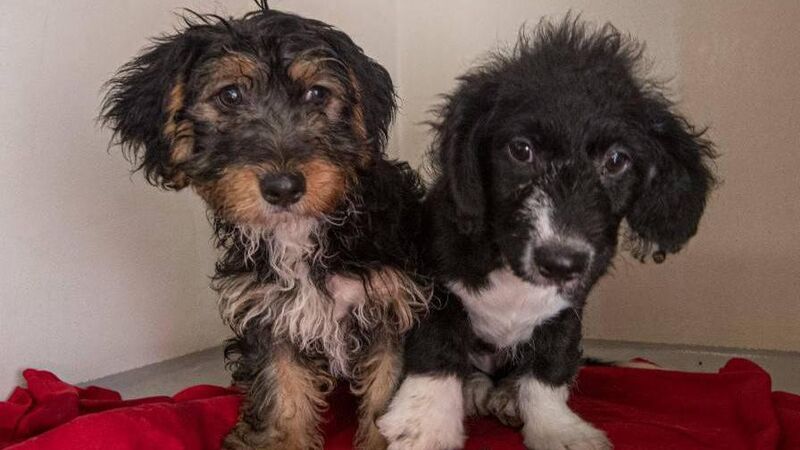 'I can't understand why Irish people don't go there to adopt or to help them': The Swedish charity taking Ireland’s unwanted dogs