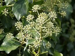 Irish ivy, Hedera hibernica, in flower
