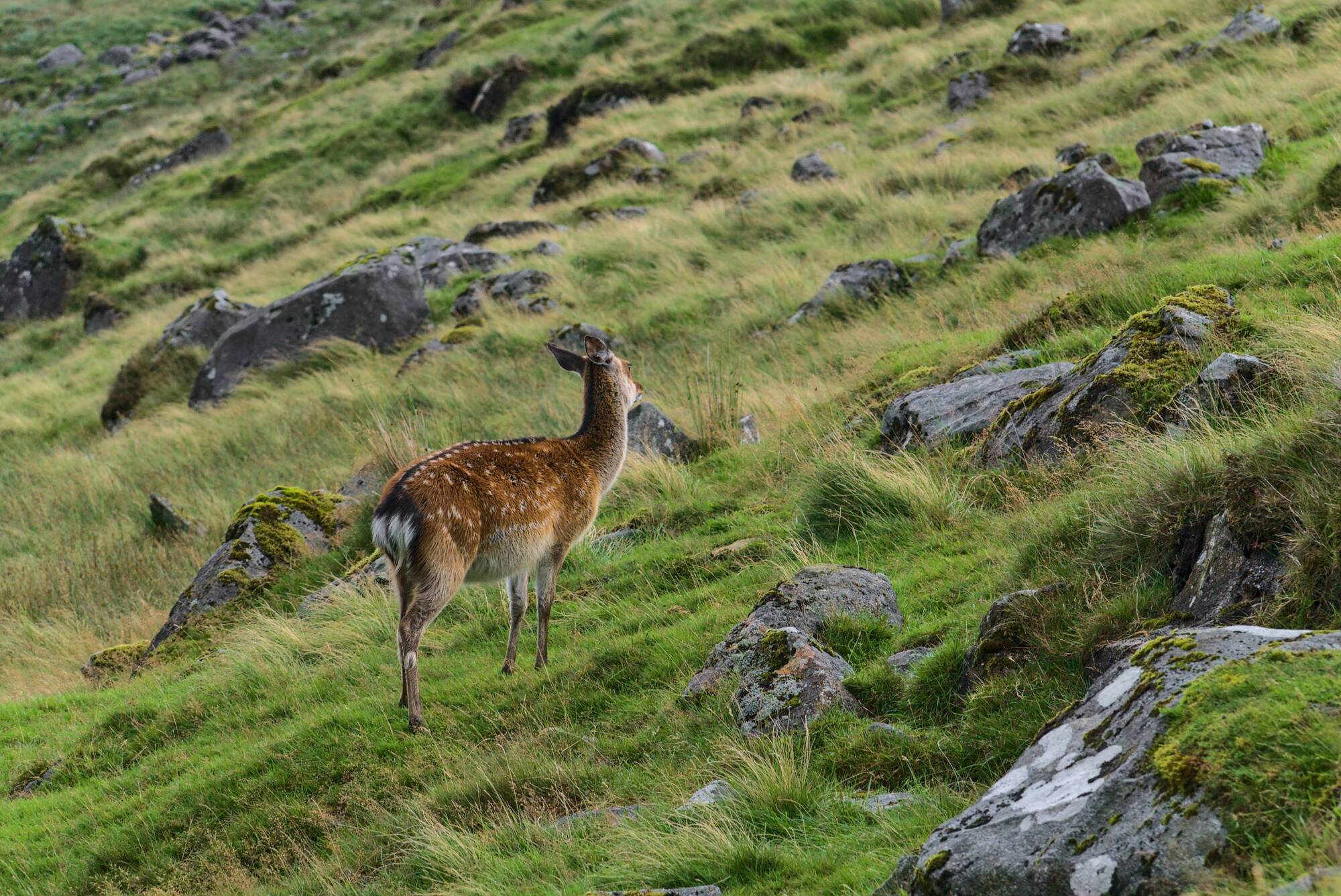 TD slams lack of deer management ‘strategy’