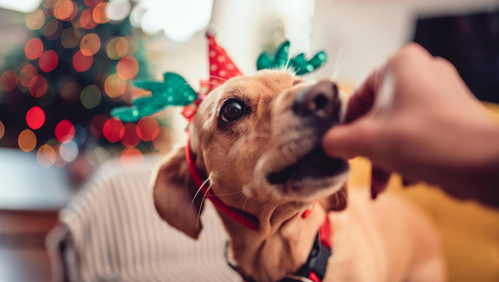 Pete the Vet: The facts about feeding your pets Christmas leftovers and treats