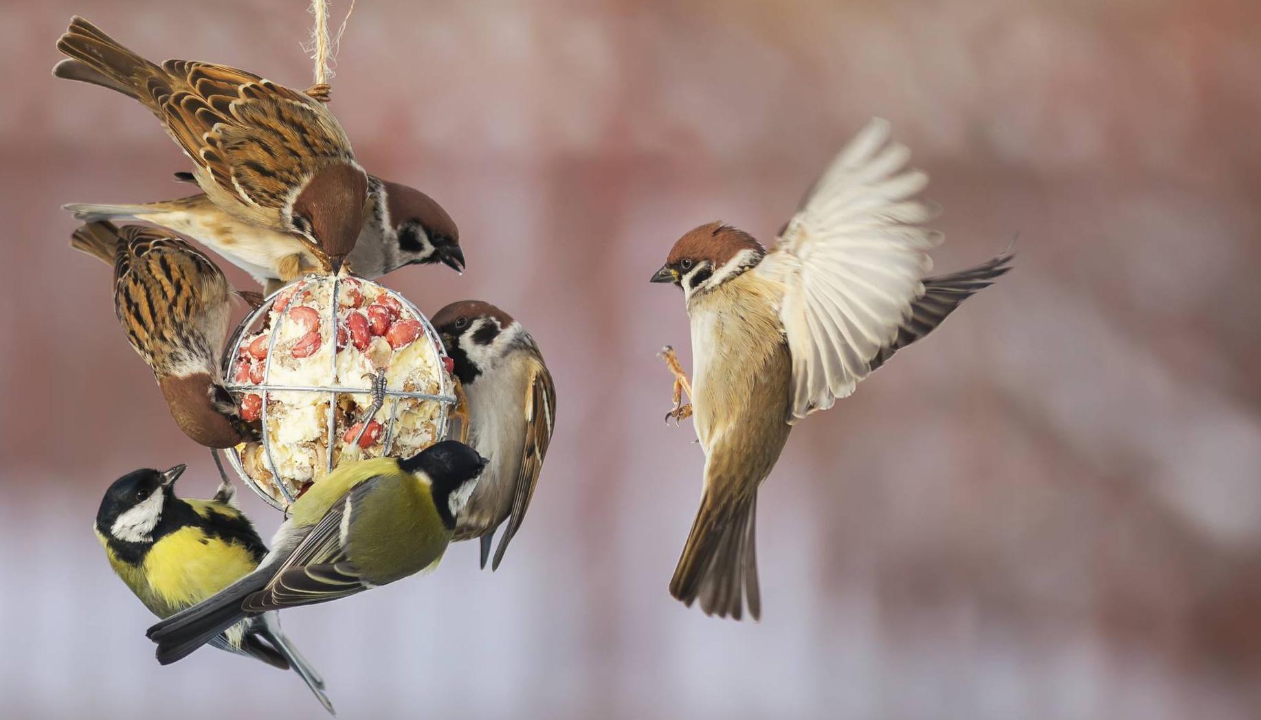 Home & Gardens: How to clean your bird feeders