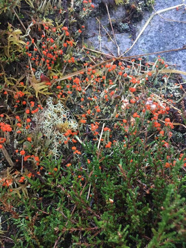 A cladonia lichen growing in peatland in January. Picture: Anja Murray