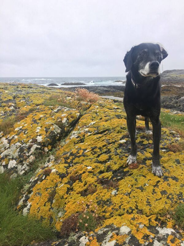 A mother seaside lichen (being surveyed by Tito!) Picture: Anja Murray