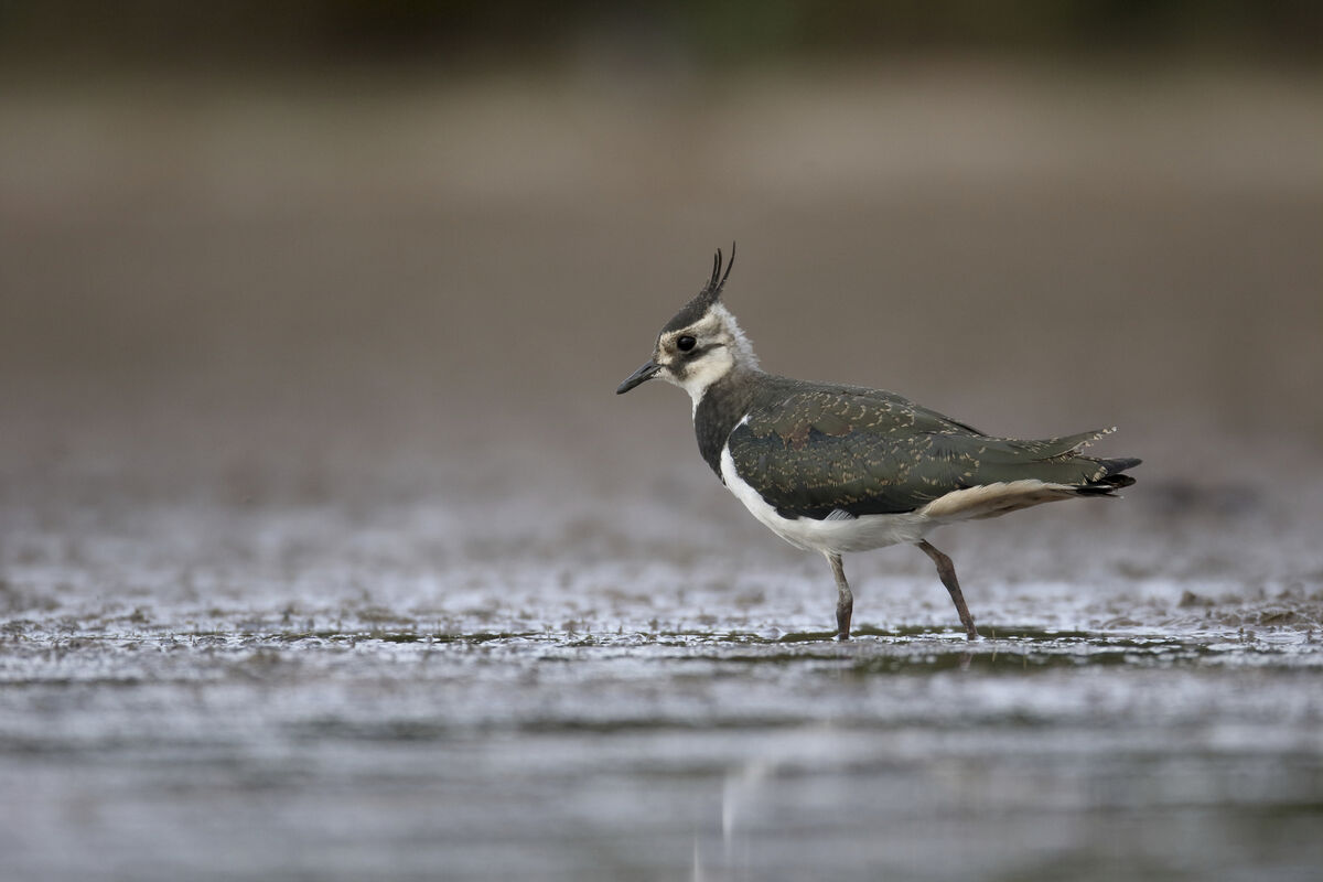 Northern lapwing, Vanellus vanellus