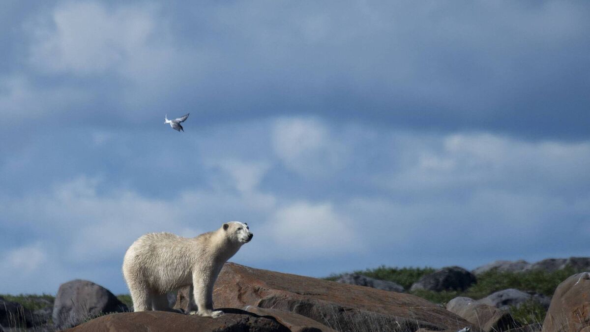 Catherine Conlon: Is the sleeping climate change giant of the Arctic waking up? - Vimarsana News
