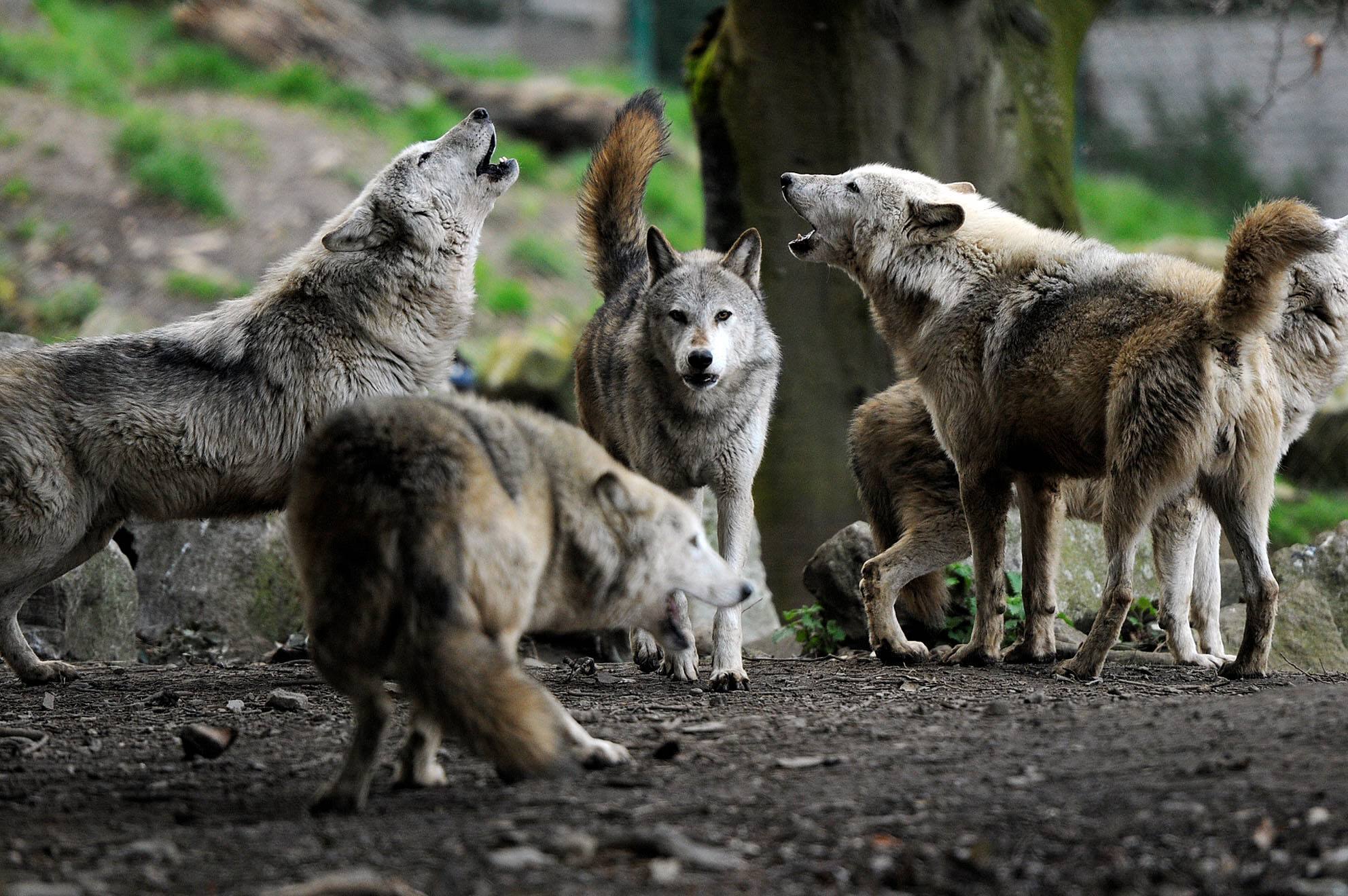 The challenge for farmers as Europe is rewilded