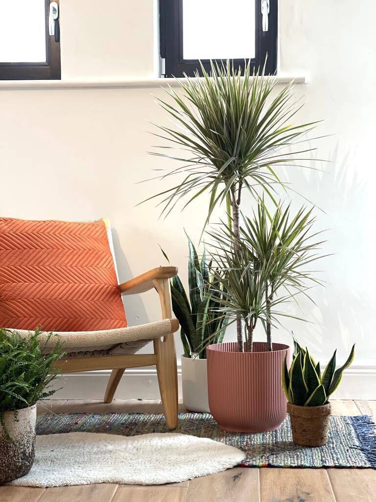Indoor plants and the Elho pink and white pots and Kokodama brown eco pot. 