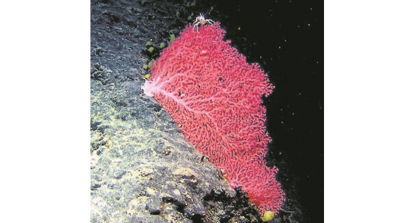 This delicate Octocoral, Corallium, has never been recorded in Irish waters before.