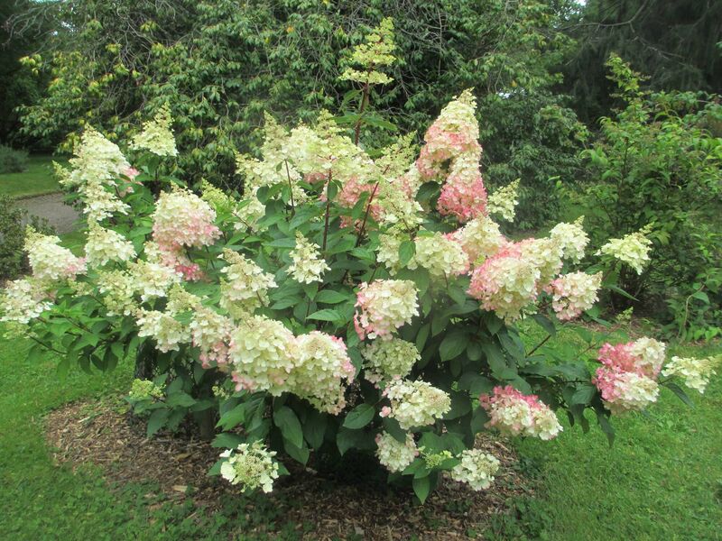 Choisya ternata ‘Sundance’: choisya could be swapped in for hydrangea which needs more water than a lot of other garden plants Choisya ternata ‘Sundance’: choisya could be swapped in for hydrangea which needs more water than a lot of other garden plants