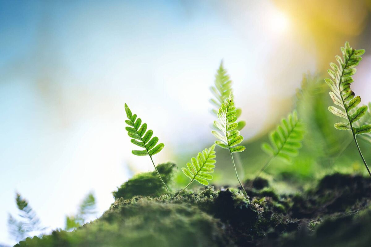 Agriculture must become more nature-friendly. Also needed is a network of areas in which no food production or any extractive activity takes place — where natural processes can dominate. Agriculture must become more nature-friendly. Also needed is a network of areas in which no food production or any extractive activity takes place — where natural processes can dominate.