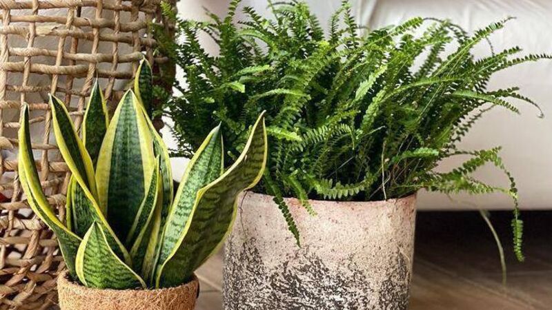 Five fast and fun ideas to add zing to your life and living space