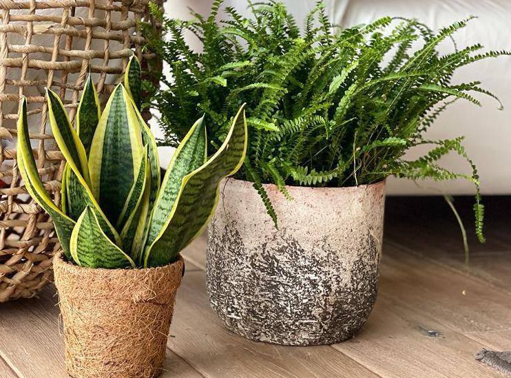 Indoor plants at Ballyseedy and the Kokadama brown eco pot.