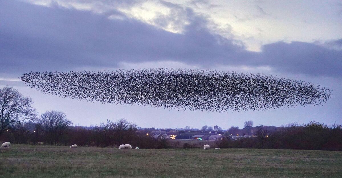 A murmuration of hundreds of thousands of starlings fly over a field at dusk. That the starlings don’t collide with each other seems miraculous. How do they avoid pile-ups, we ask. Picture: Owen Humphreys/PA Wire