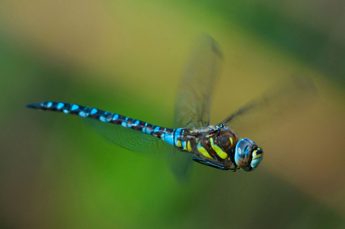 A study of 'temporal perception' in more than 100 animal species show that dragonflies have one of the fastest reactions — they can detect up to 300 images changes per second whereas humans manage only 65