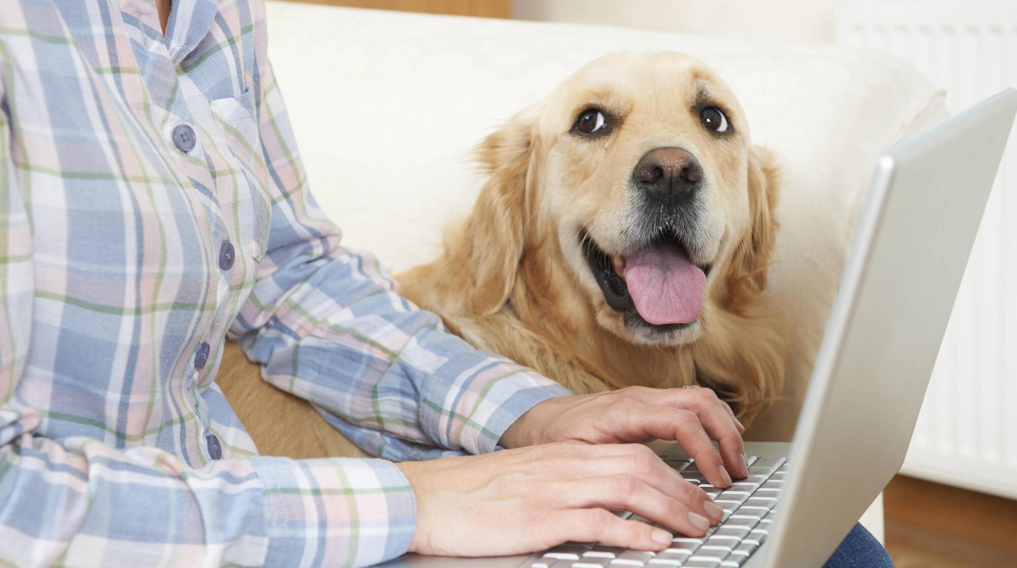 Pete the Vet: Insurance can be a life saver for your pet