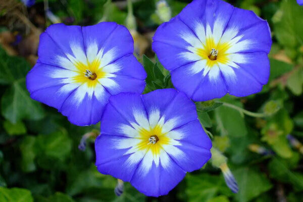 Bindweed or Convolvulus can be used to purify chemical-laden and over-used agricultural land. It gets rid off the heavy metals in the soil and restores the fertility and balance. It’s also being trialled to arrest tumour growth and has anti-diabetic, anti-bacterial and anti-fungal properties. Bindweed or Convolvulus can be used to purify chemical-laden and over-used agricultural land. It gets rid off the heavy metals in the soil and restores the fertility and balance. It’s also being trialled to arrest tumour growth and has anti-diabetic, anti-bacterial and anti-fungal properties.