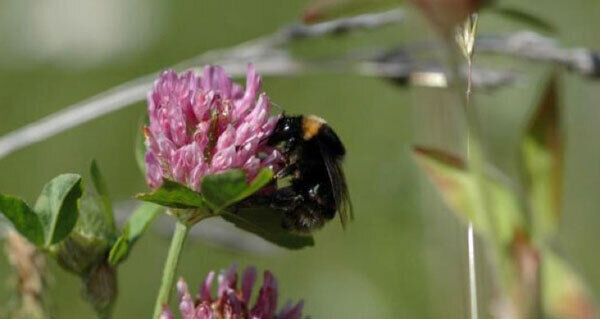 Allow the weeds to grow to save bees from destruction. Allow the weeds to grow to save bees from destruction.