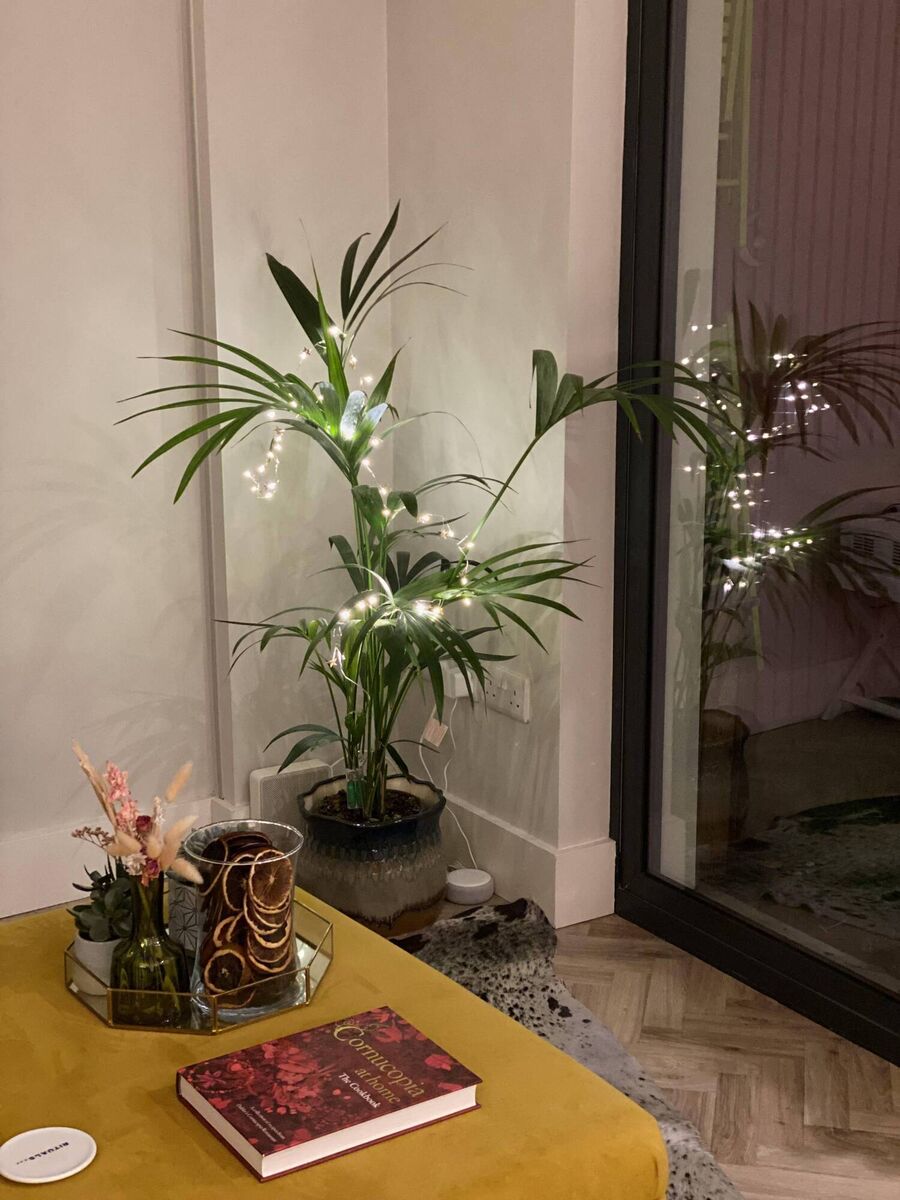 Plants and fairy lights fill in the Christmas-tree shaped hole in our homes. Plants and fairy lights fill in the Christmas-tree shaped hole in our homes.