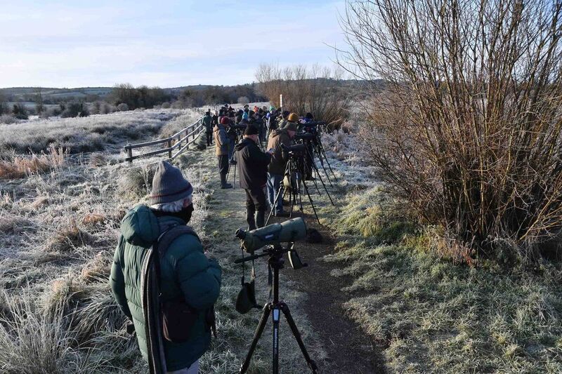 Birdwatchers catch a glimpse of the first penduline tits in Ireland. The migratory species, which is normally found in southern and central Europe, is described as a very attractive little bird. Birdwatchers catch a glimpse of the first penduline tits in Ireland. The migratory species, which is normally found in southern and central Europe, is described as a very attractive little bird.