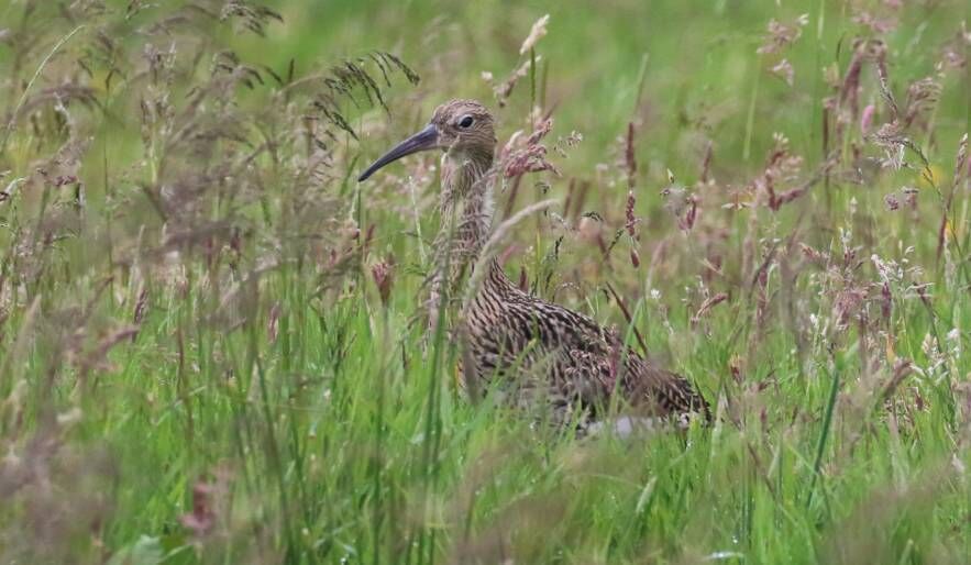 A young Curlew fledgling upon release from its rearing pen in County Monaghan. Picture: John Cusack / CCP