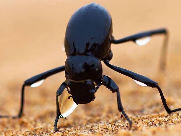 Some species of Namib Desert Darkling beetle face into the foggy wind and stick their rear end up in the air (fog-basking behavior) which is thought to be just as important as body surface structure for harvesting water from the air