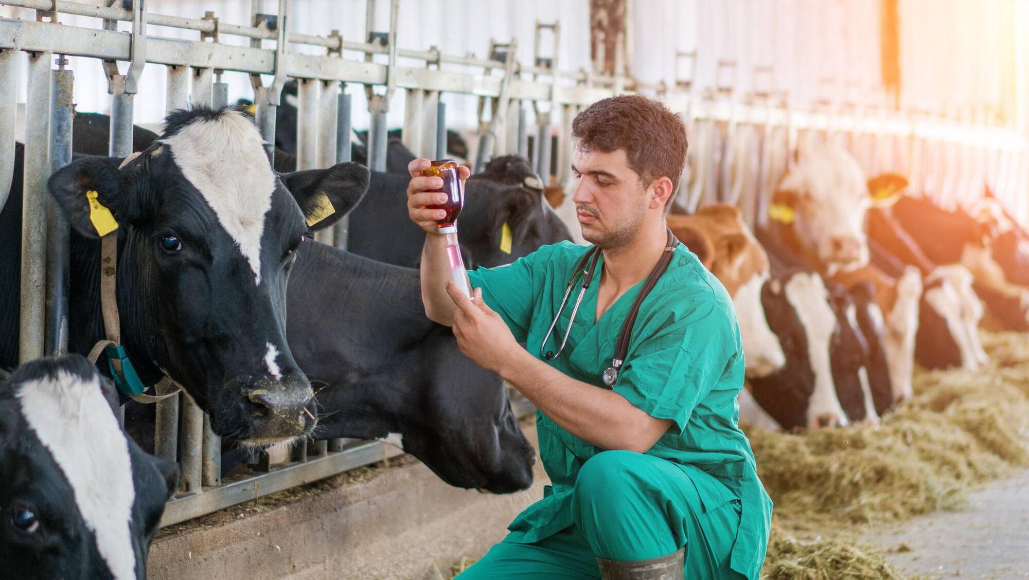 Bovine TB can be eradicated but it will not be easy